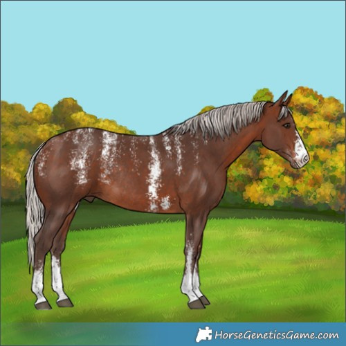 Horse Color:Powder White Silver Bay Sabino Rabicano 