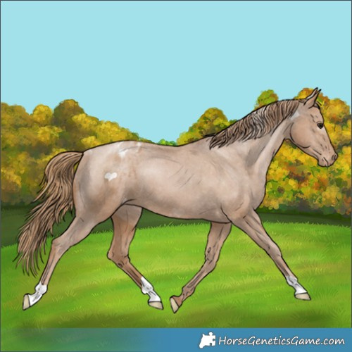 Horse Color:Black Pearl Appaloosa 