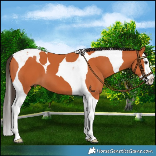 Horse Color:Bay Splash Tobiano 