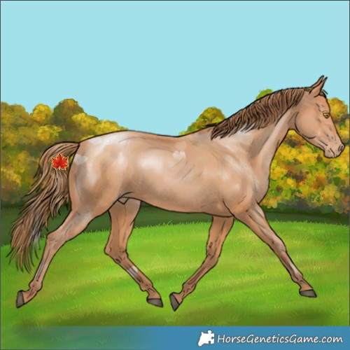 Horse Color:Bay Pearl