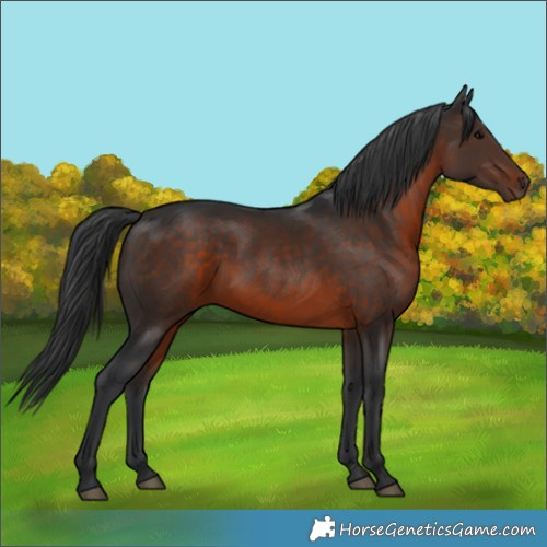 Horse Color:Brown 