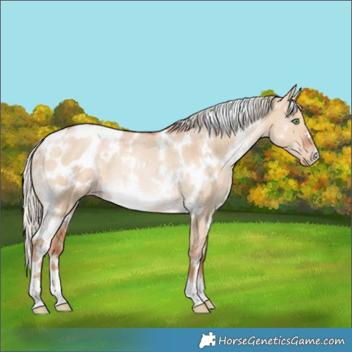 Horse Color:White Spotted Silver Bay Pearl Dun Appaloosa Rabicano 