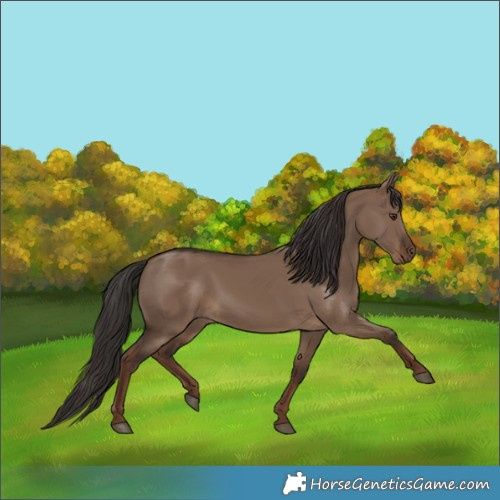 Horse Color:Liver Red Dun Rabicano 
