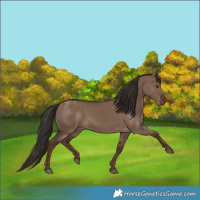 Horse Color:Liver Red Dun Rabicano