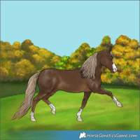 Horse Color:Chocolate Palomino 