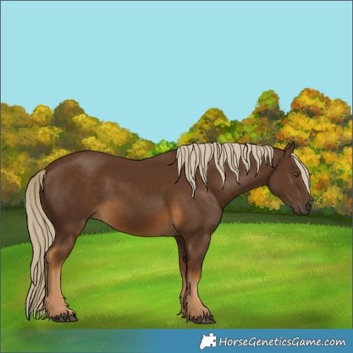 Horse Color:Chocolate Palomino 