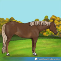 Horse Color:Chocolate Palomino 