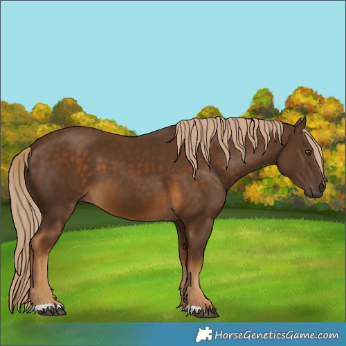 Horse Color:Chocolate Palomino 