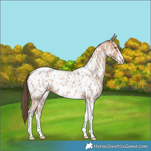 Horse Color:Amber Champagne Sabino Tobiano Appaloosa  and Amber Champagne Sabino Tobiano Appaloosa 