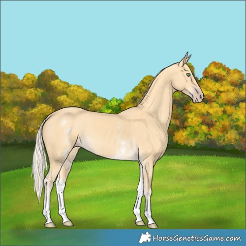 Horse Color:White Spotted Gold Cream Champagne 