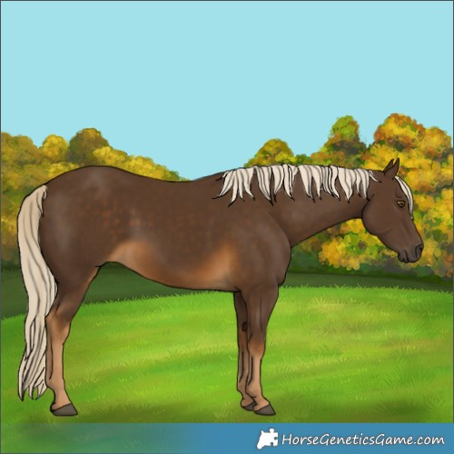 Horse Color:Chocolate Palomino