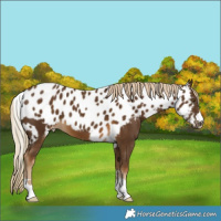 Horse Color:Chocolate Palomino Skewed Appaloosa 
