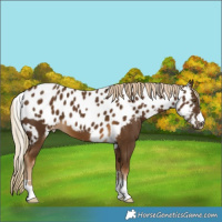 Horse Color:Chocolate Palomino Skewed Appaloosa