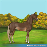 Horse Color:Chocolate Palomino
