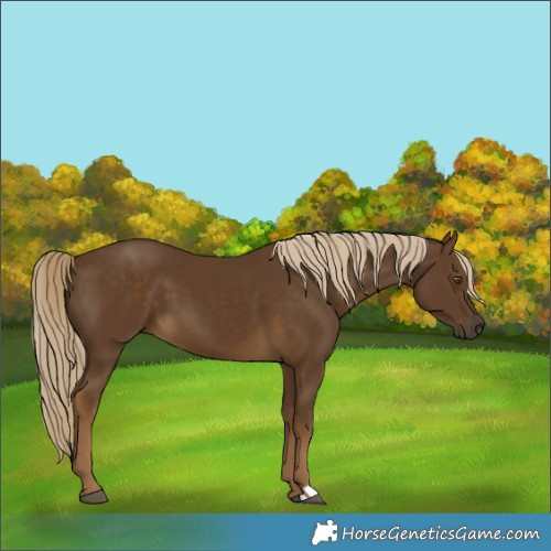 Horse Color:Chocolate Palomino 