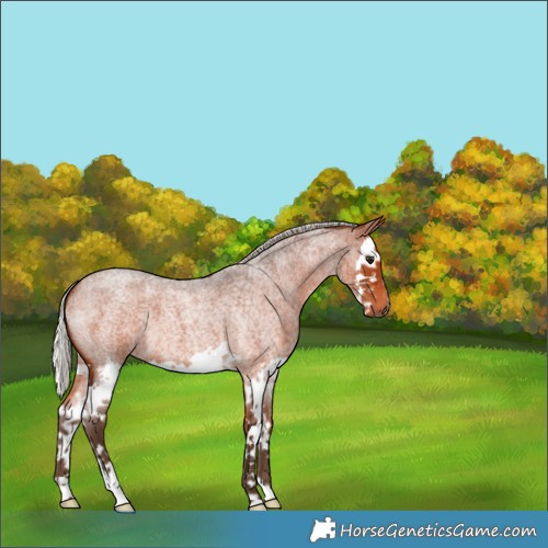 Horse Color:Silver Brown Roan Splash 