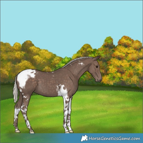 Horse Color:Silver Black Tobiano