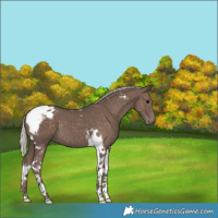Horse Color:Silver Black Tobiano 