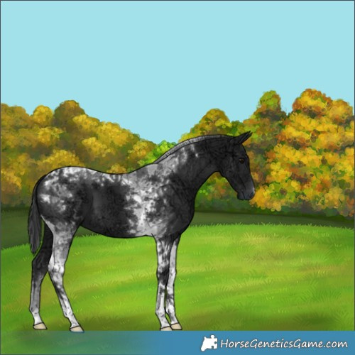 Horse Color:Black Ice Tobiano
