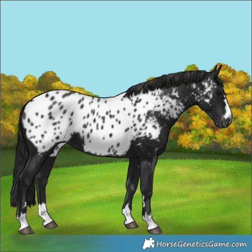 Horse Color:Gray Black Appaloosa