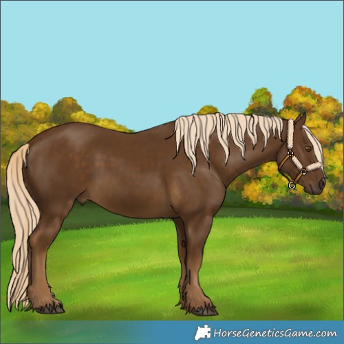 Horse Color:Chocolate Palomino