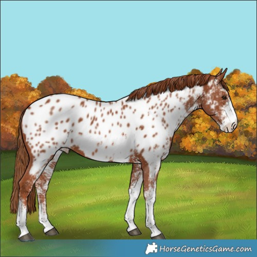 Horse Color:White Spotted Chestnut Appaloosa 