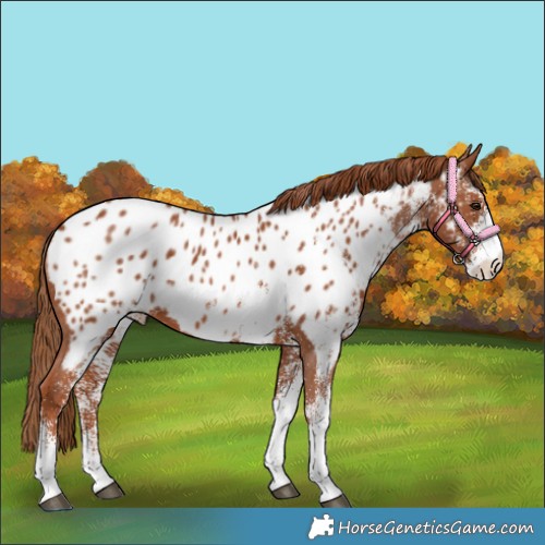 Horse Color:White Spotted Chestnut Appaloosa 