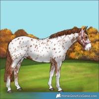 Horse Color:White Spotted Chestnut Appaloosa