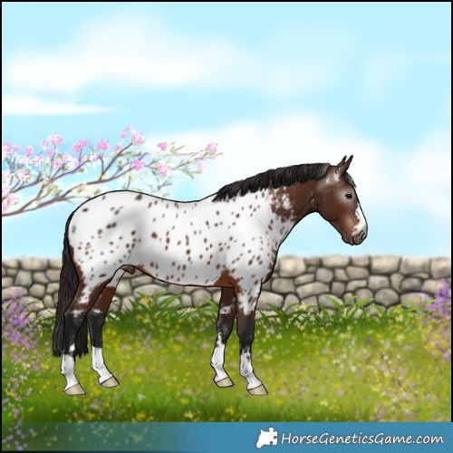 Horse Color:Gray Bay Appaloosa 