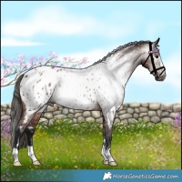 Horse Color:Gray Bay Appaloosa 