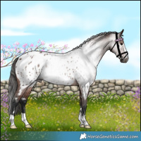 Horse Color:Gray Bay Near Leopard 