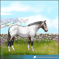 Horse Color:Gray Bay Appaloosa