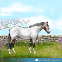 Horse Color:Gray Bay Appaloosa