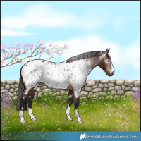 Horse Color:Gray Bay Appaloosa 