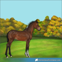 Horse Color:Gray Bay Tobiano