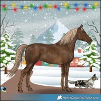Horse Color:Chocolate Palomino 