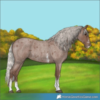 Horse Color:Silver Blue Roan Sabino 