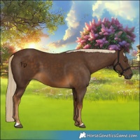 Horse Color:Chocolate Palomino 
