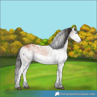 Horse Color:White Spotted Bay Splash and Gray White Spotted Bay Splash
