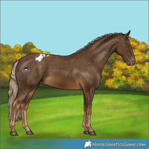 Horse Color:Chocolate Palomino Appaloosa