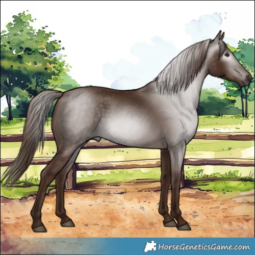 Horse Color:Gray Chestnut 