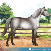 Horse Color:Gray Chestnut 