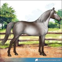 Horse Color:Gray Chestnut 
