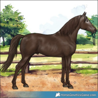 Horse Color:Gray Chestnut 