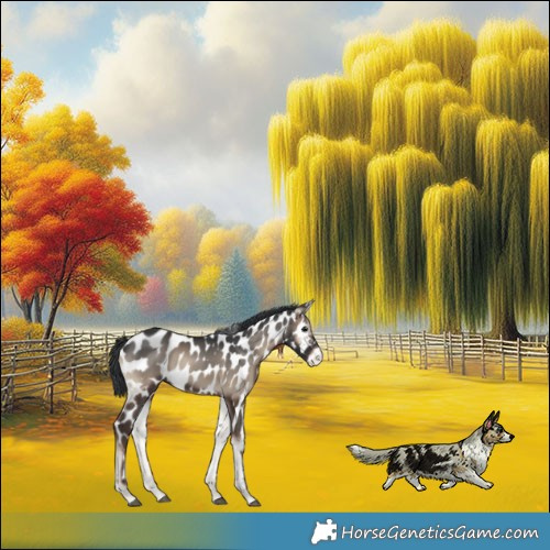 Horse Color:Blue Onyx Appaloosa