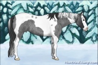 Horse Color:Blue Roan Splash Tobiano