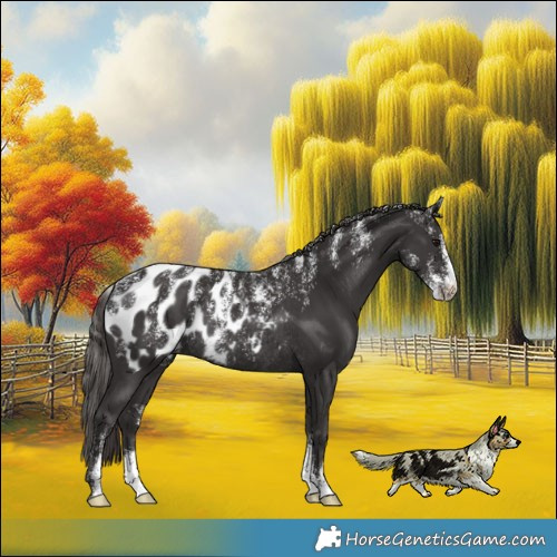 Horse Color:Powder White Smoky Black Appaloosa Rabicano