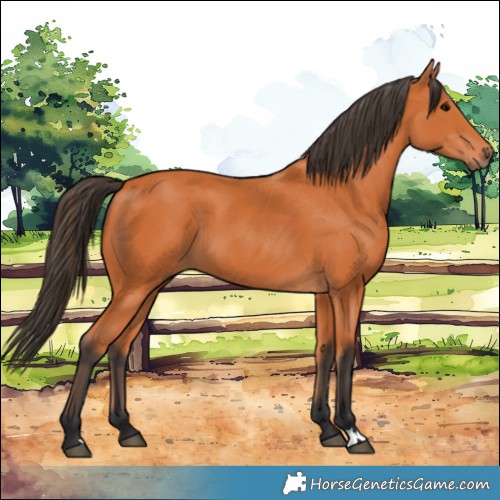 Horse Color:Bay 