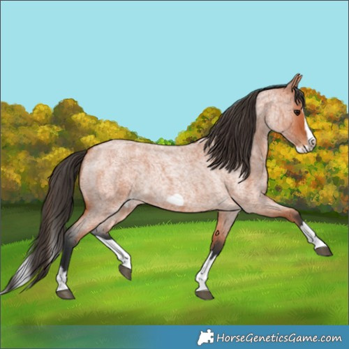Horse Color:Bay Roan Splash Frame 