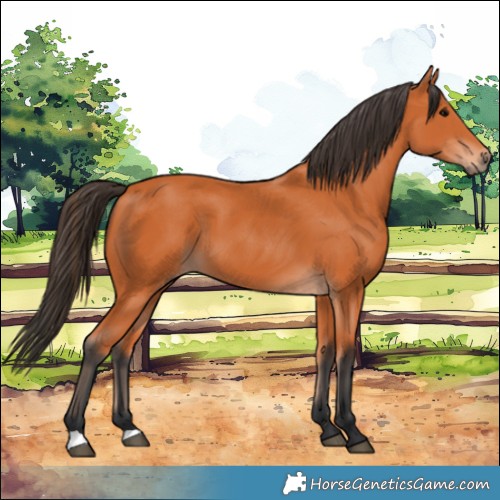 Horse Color:Bay 